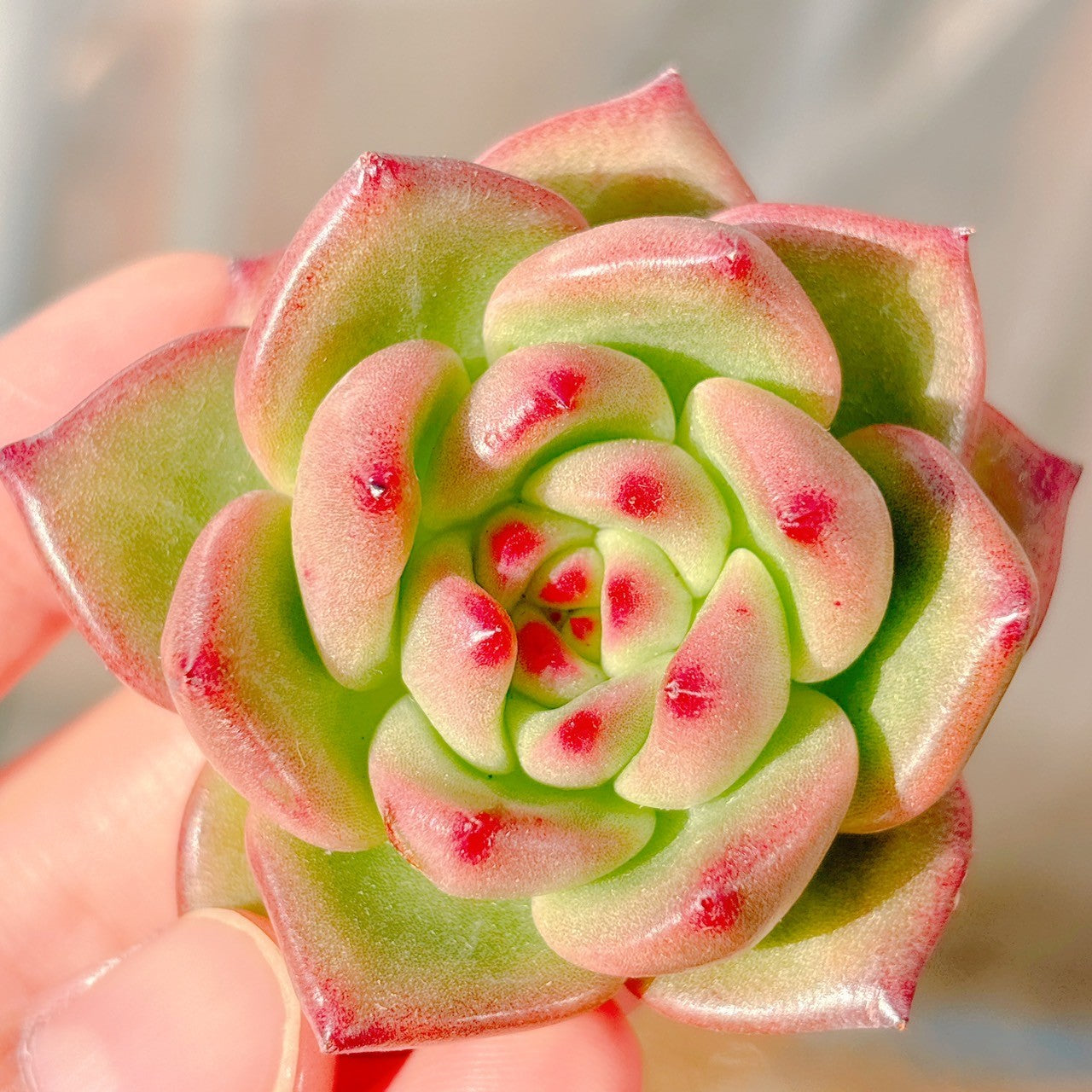 5 希少種 eurychlamys エリキュラミス カリフォルニア輸入 【公式通販】