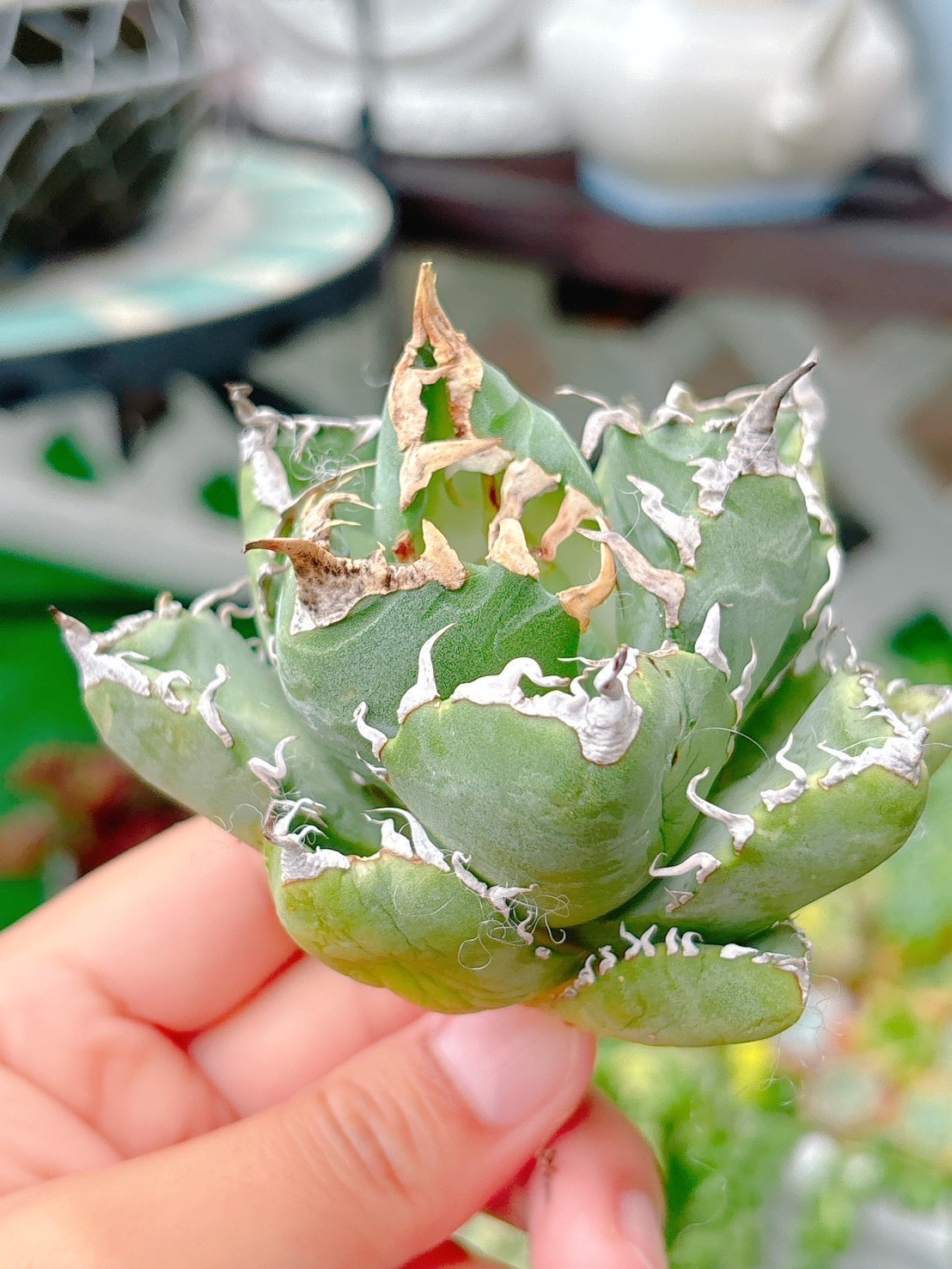 魔丸　特級品