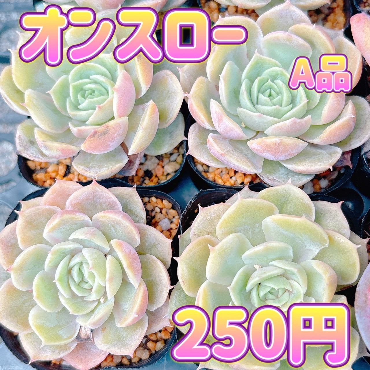 オンスロー　A品