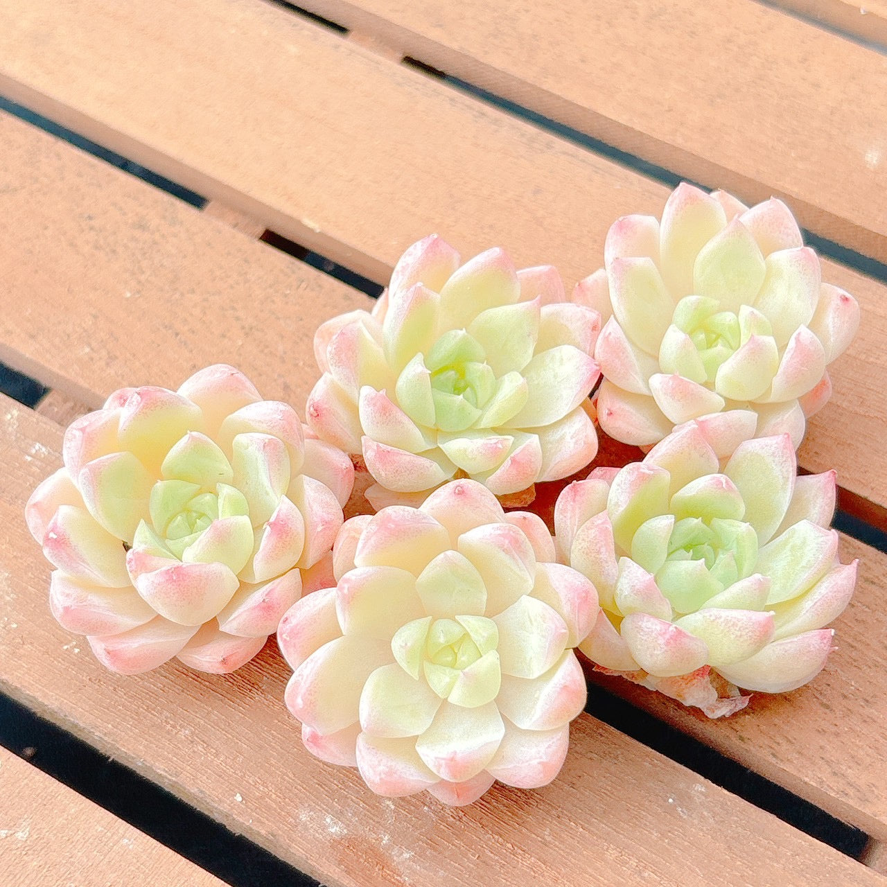 クィーンオブピーチ　A品