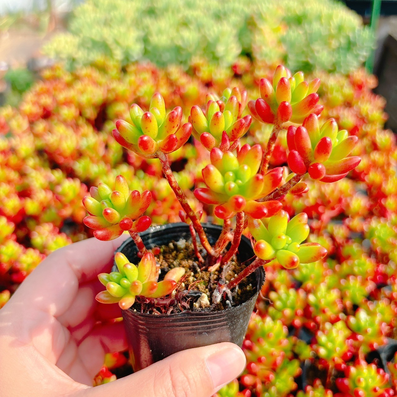 虹の玉 A品 – Bull Succulent