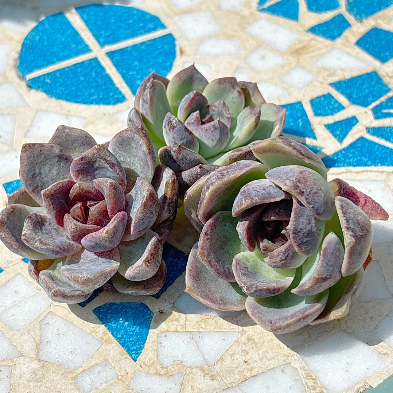チーズブルーベリー A品 – Bull Succulent