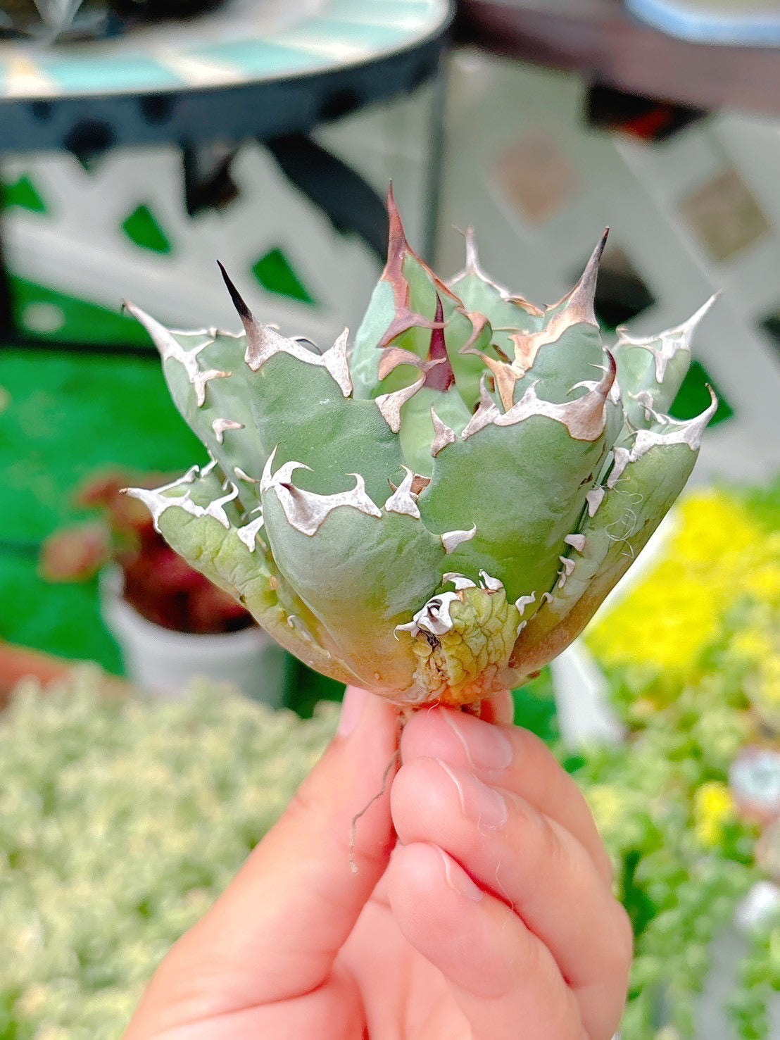 姫巌龍　特級品