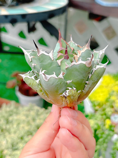 姫巌龍　特級品