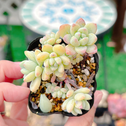 氷の花　A品　15