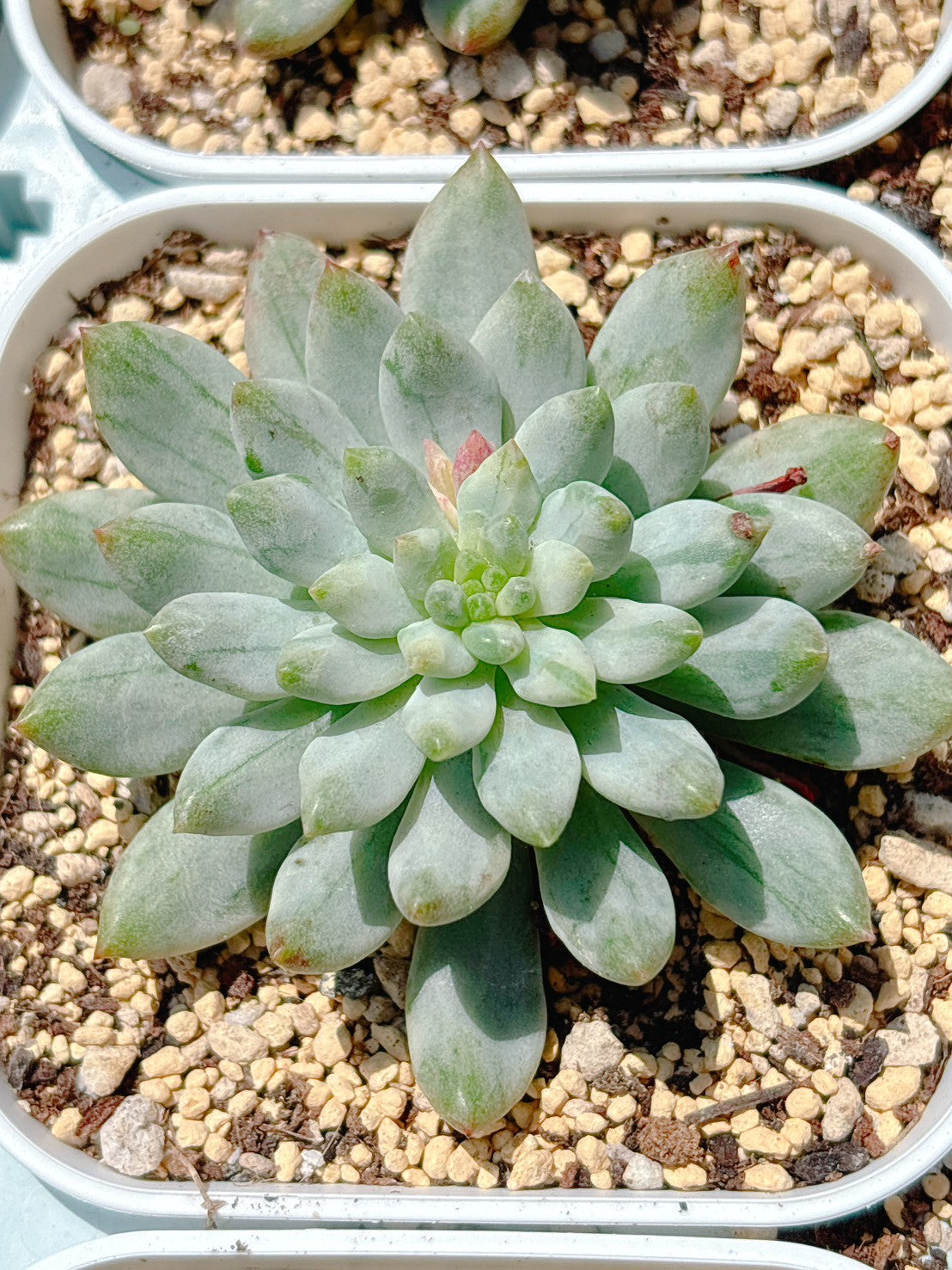 ブルーアップル錦 A品 – Bull Succulent