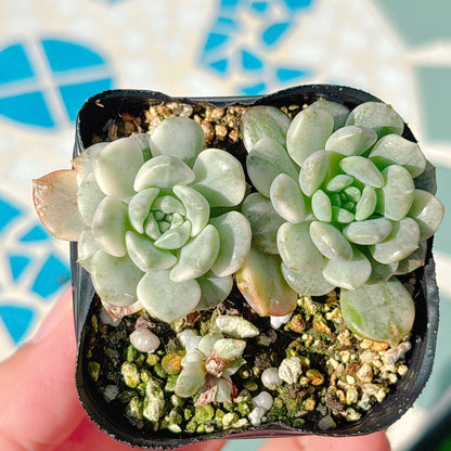 ティンカーベル錦  A品　051