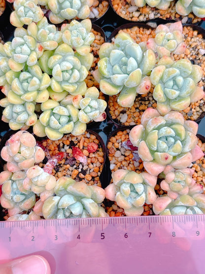氷の花　A品