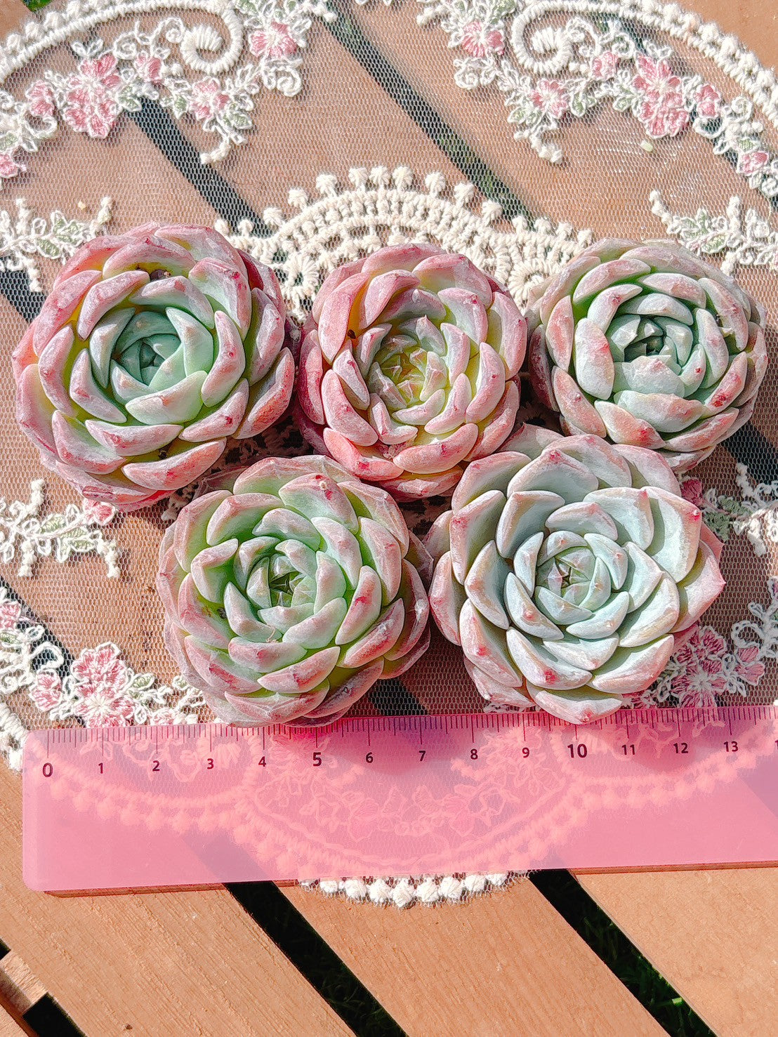 ピンクラブ　A品
