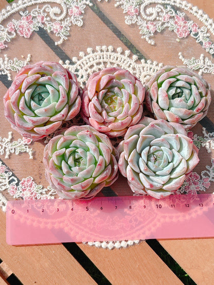 ピンクラブ　A品