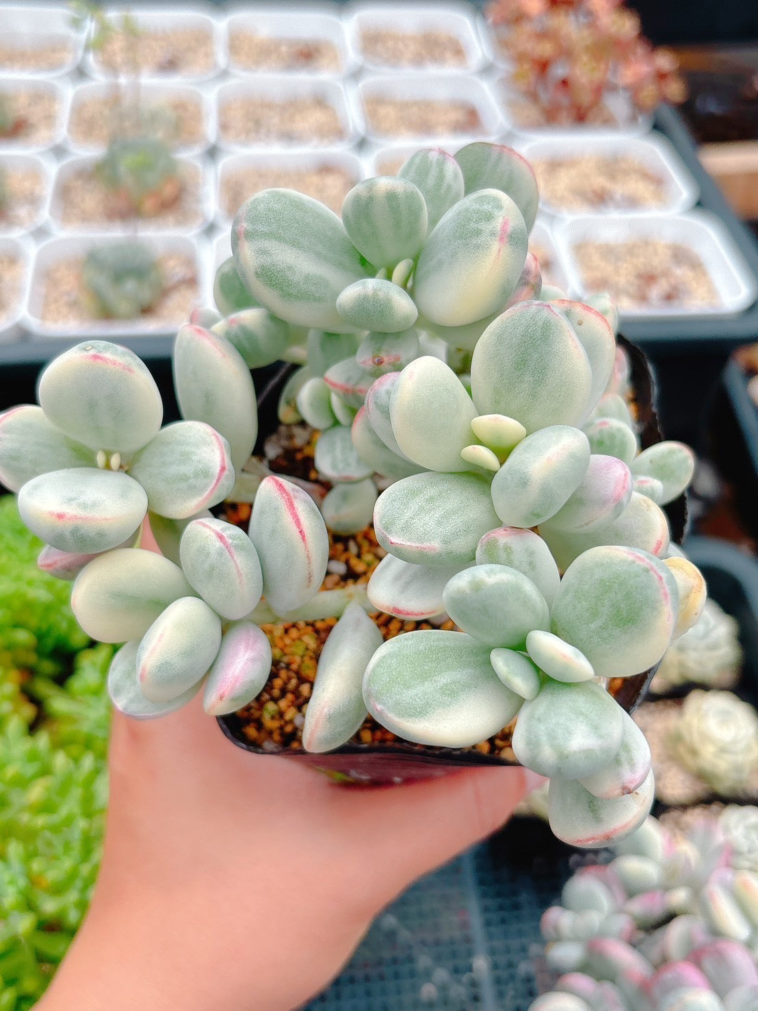 達磨福娘錦 群生 特級品 ② – Bull Succulent
