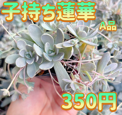 子持ち蓮華　A品