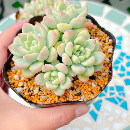 氷の花　特級品　