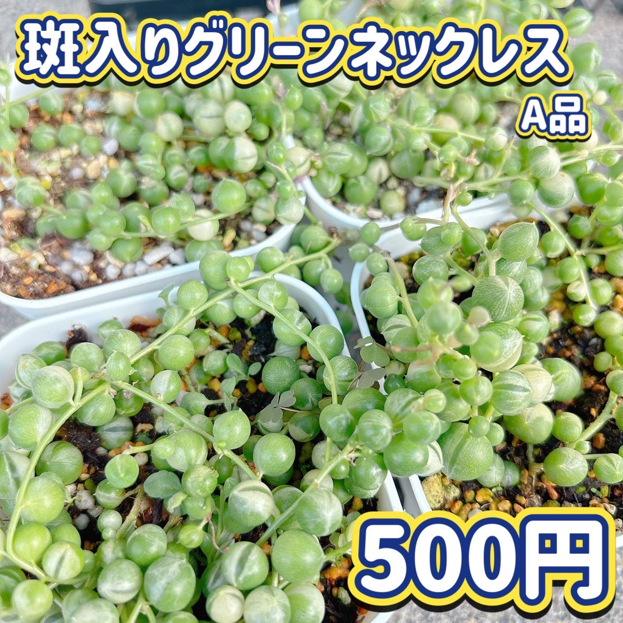 斑入りグリーンネックスレス　A品