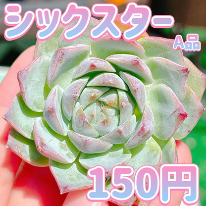 シックスター　A品