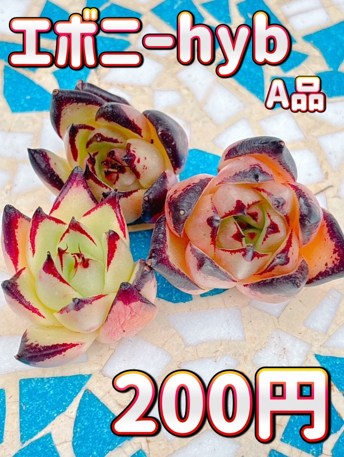 エボニーHyb A品