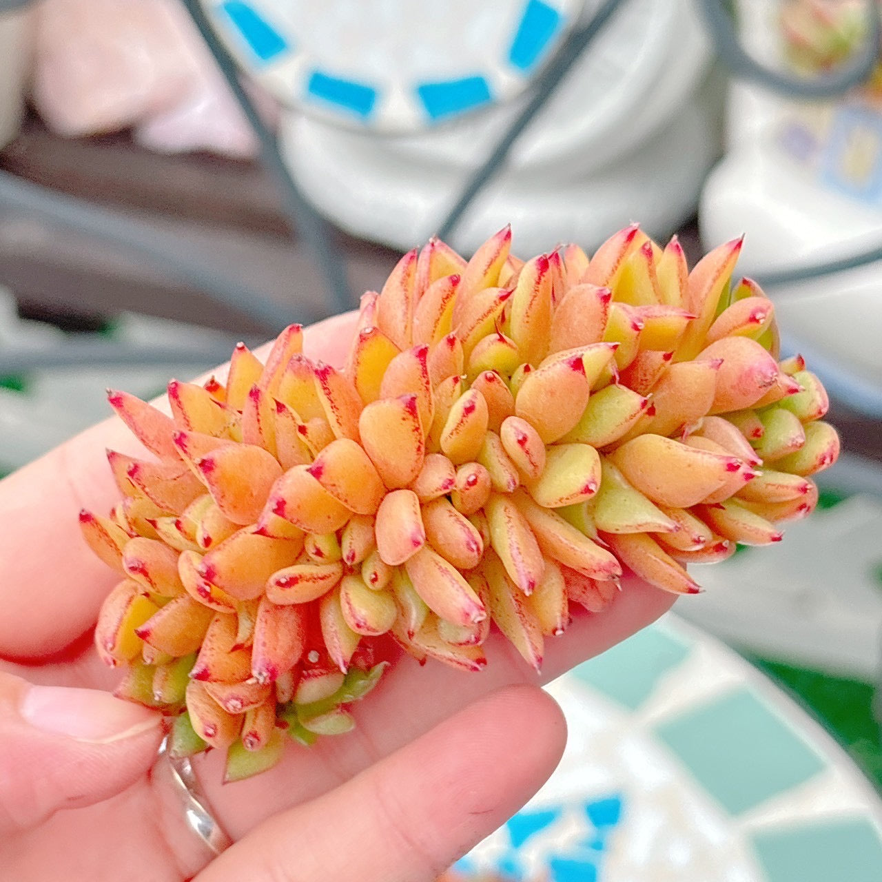 鯱　特級品