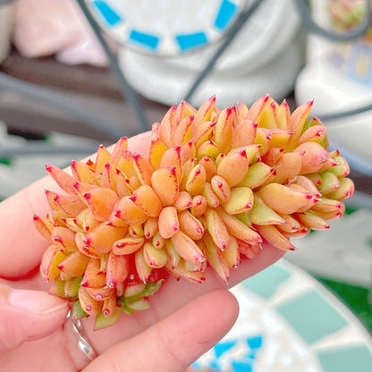 鯱　特級品