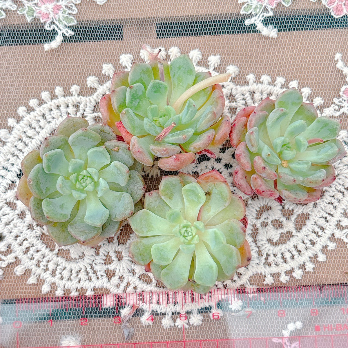 マッチメーカー A品 – Bull Succulent