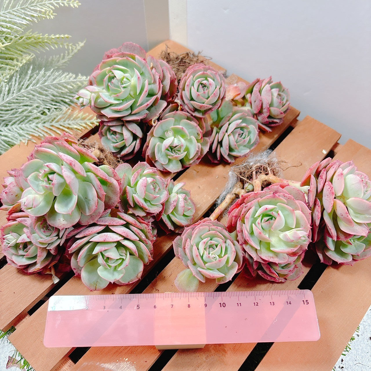 クロアチアローズ A品 – Bull Succulent