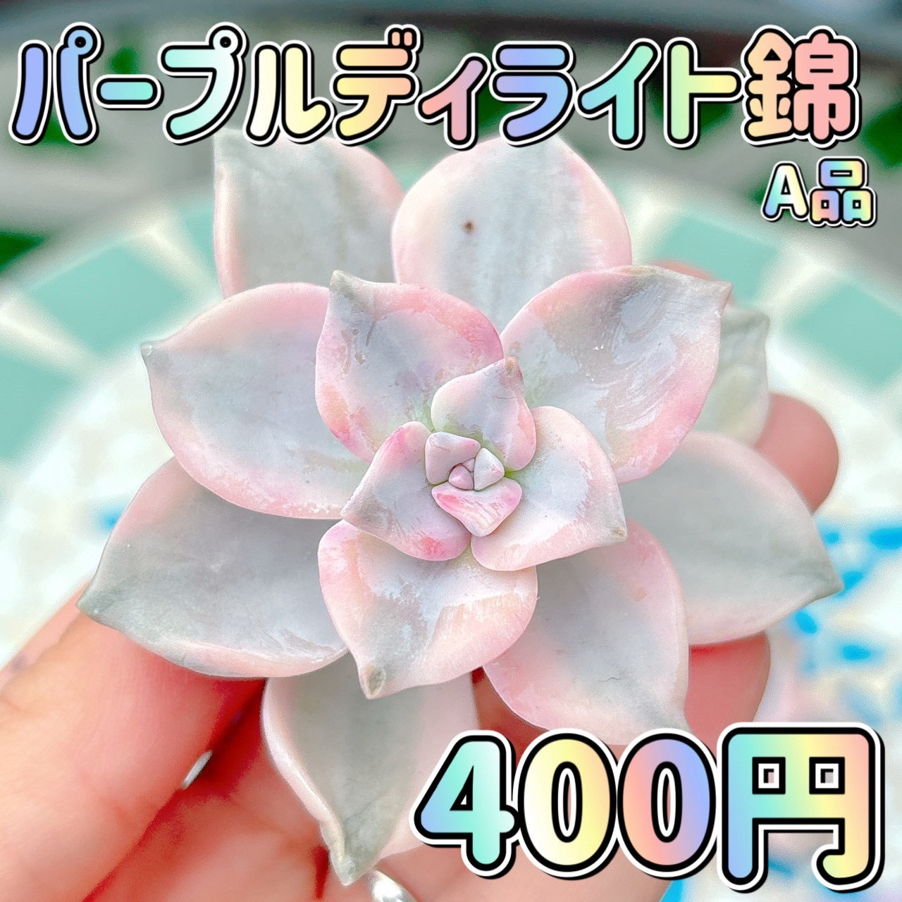 パープルディライト錦　A品