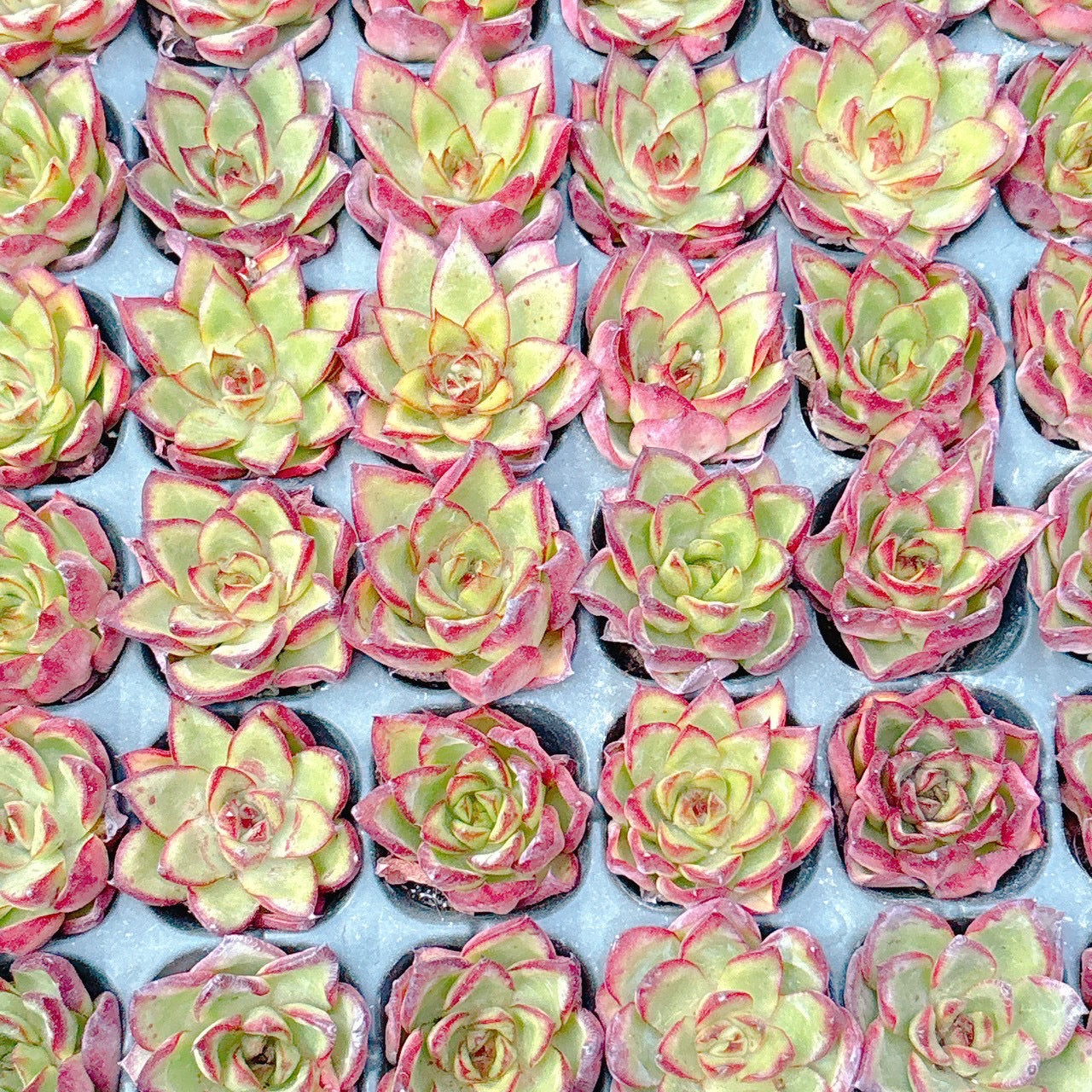 多肉植物❤️確認ページとなります。お買い上げにならないようお願い致します。 セット販売日、決めました | コキリノSucculents Life