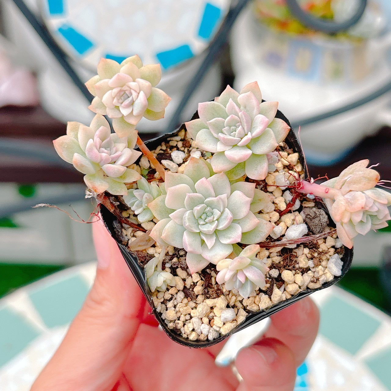 プロリフィカ錦　A品　45
