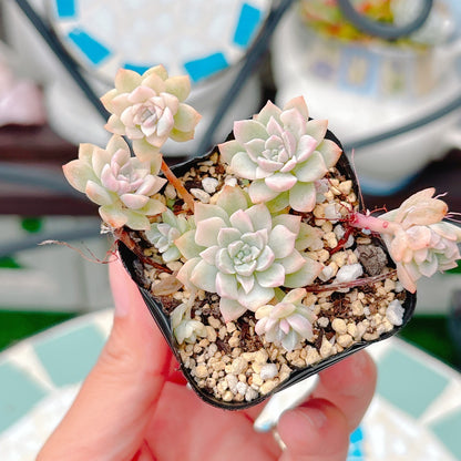プロリフィカ錦　A品　45