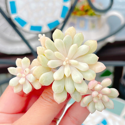 萌豆錦　A品　