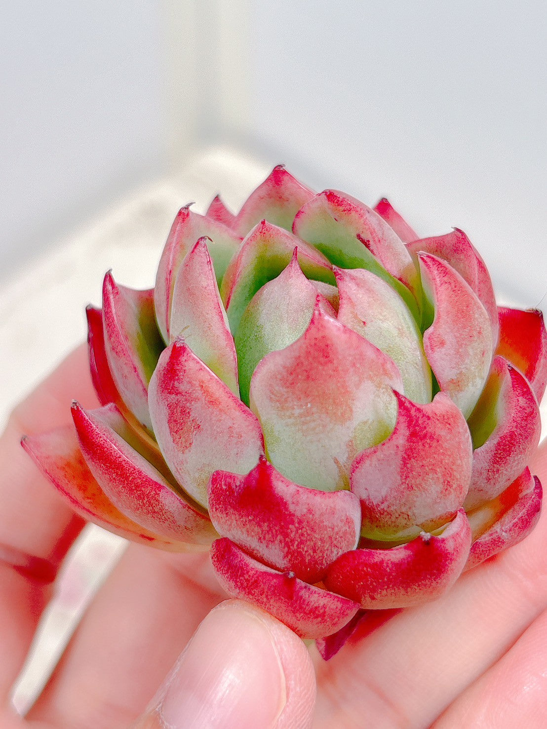 多肉植物の販売・通販サイト | Bull Succulent(ブルサキュレント)