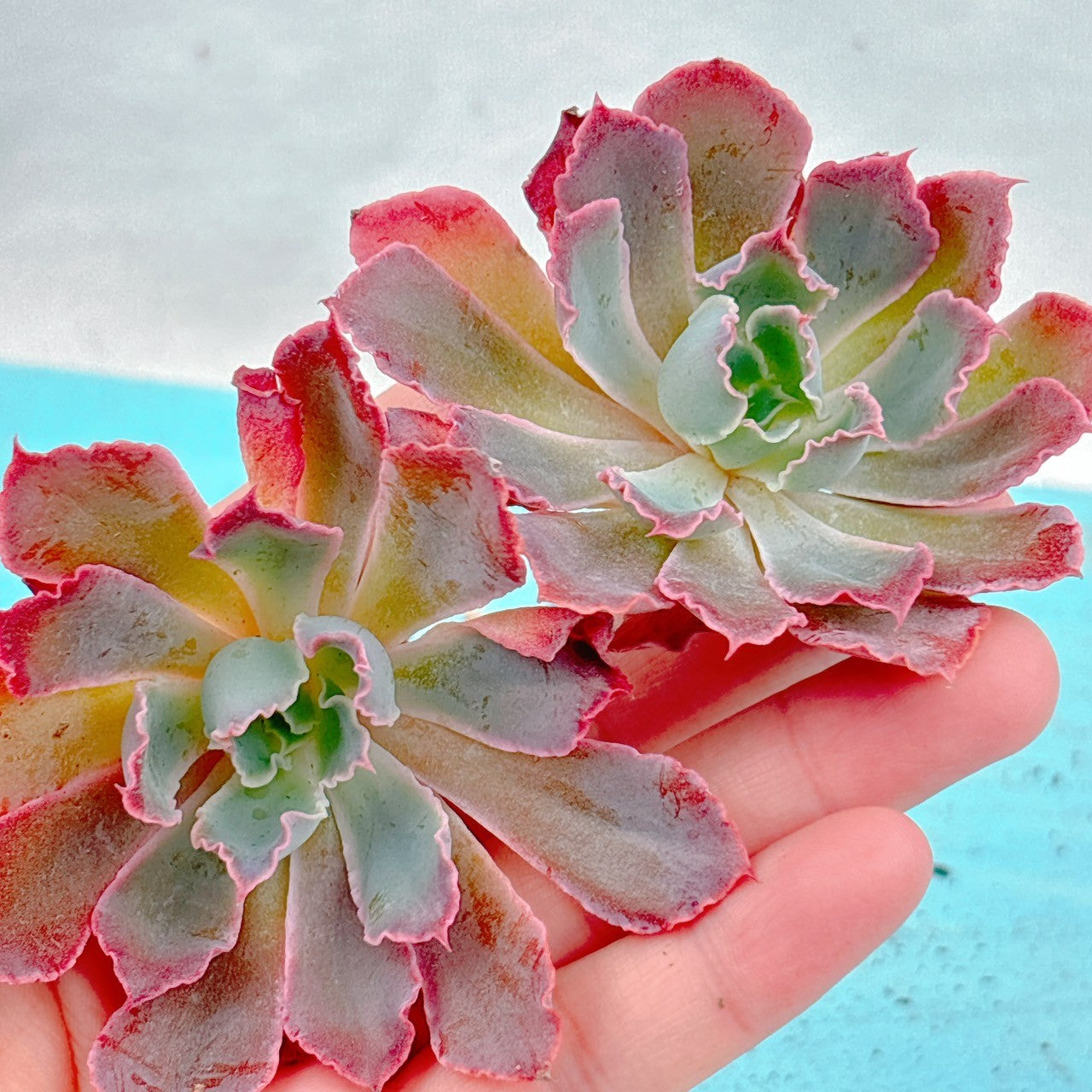 多肉植物エケベリア ネオンブレーカーズ抜き苗