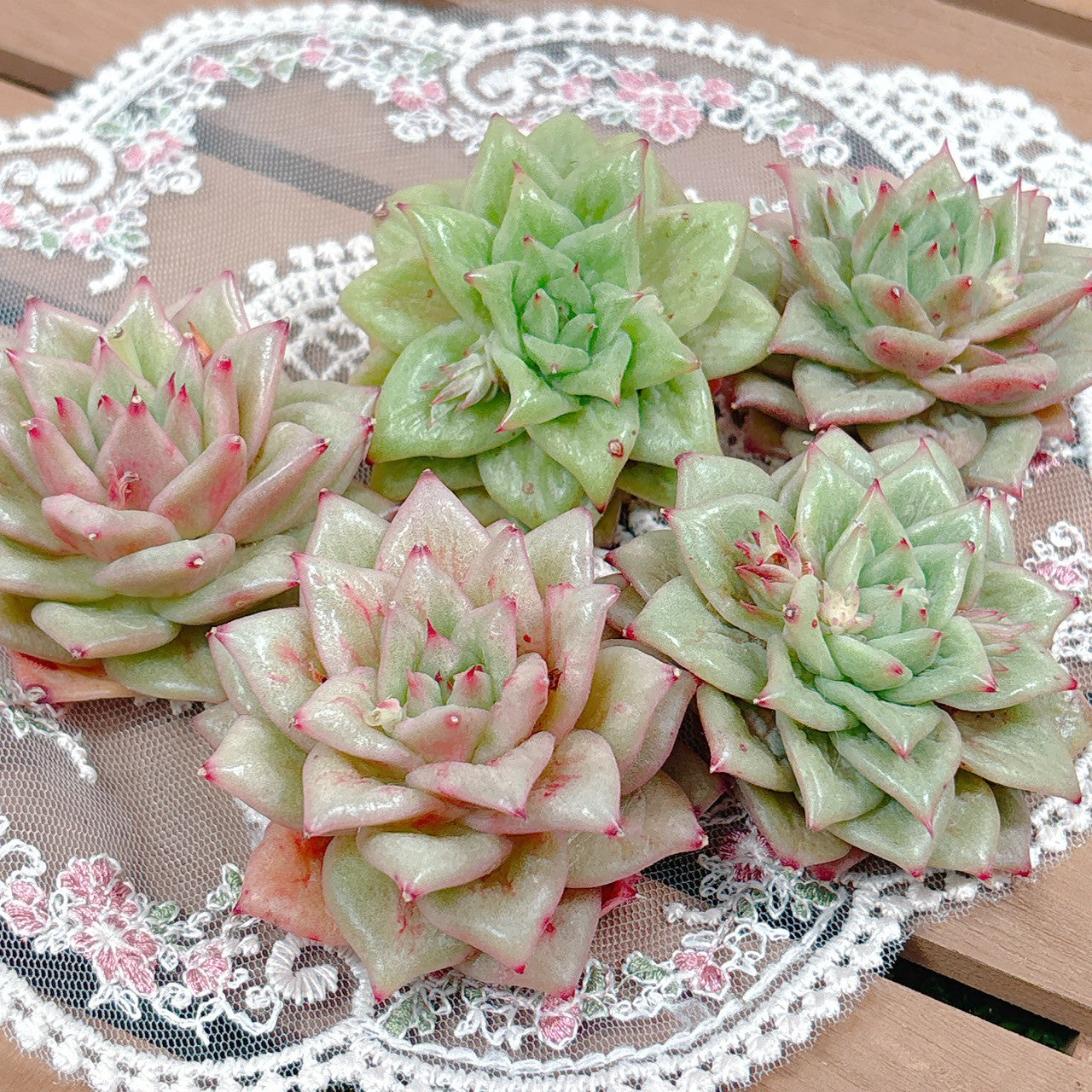 リンカーン A品 – Bull Succulent