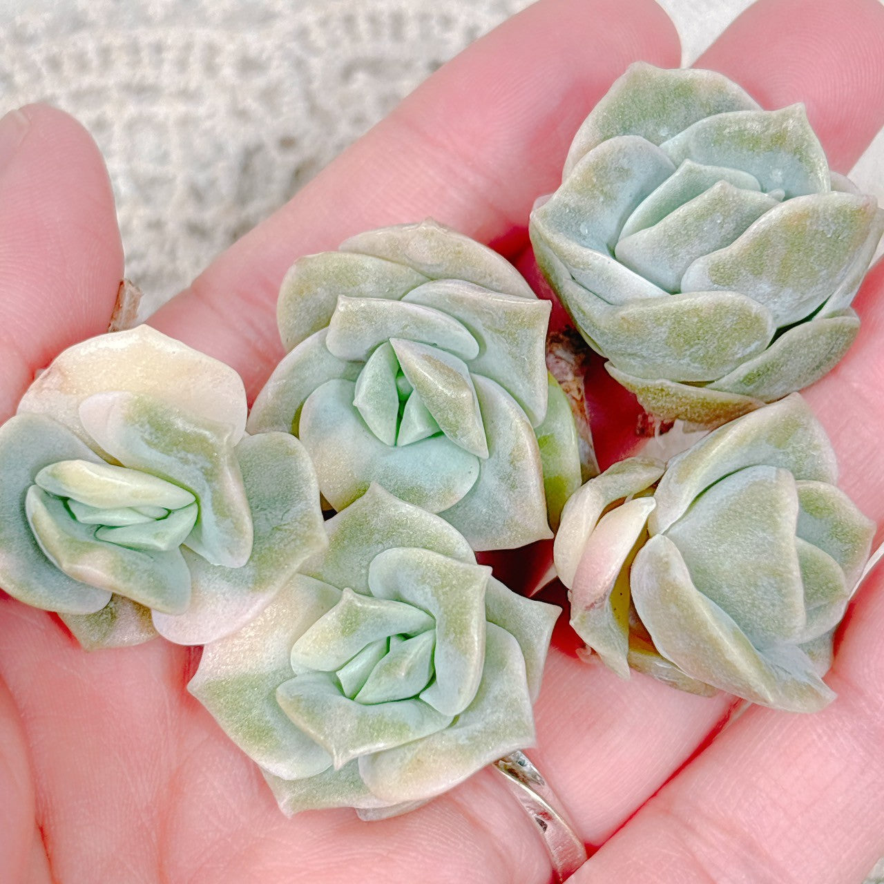 ラブリーローズ錦 小苗 A品 – Bull Succulent