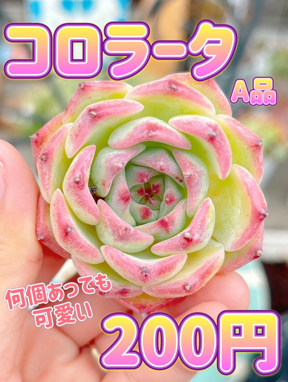 コロラータ　A品