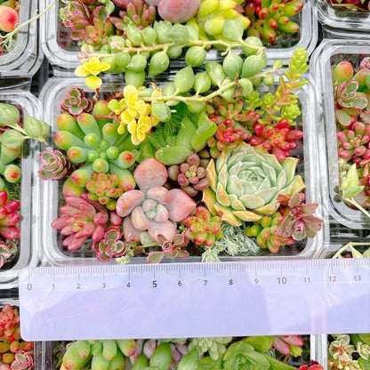寄せ植えセット　A品