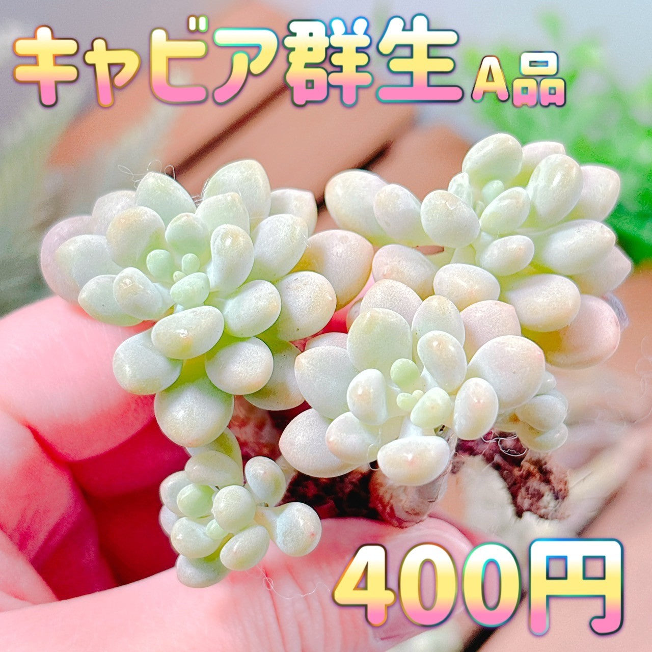 キャビア 群生 A品 – Bull Succulent