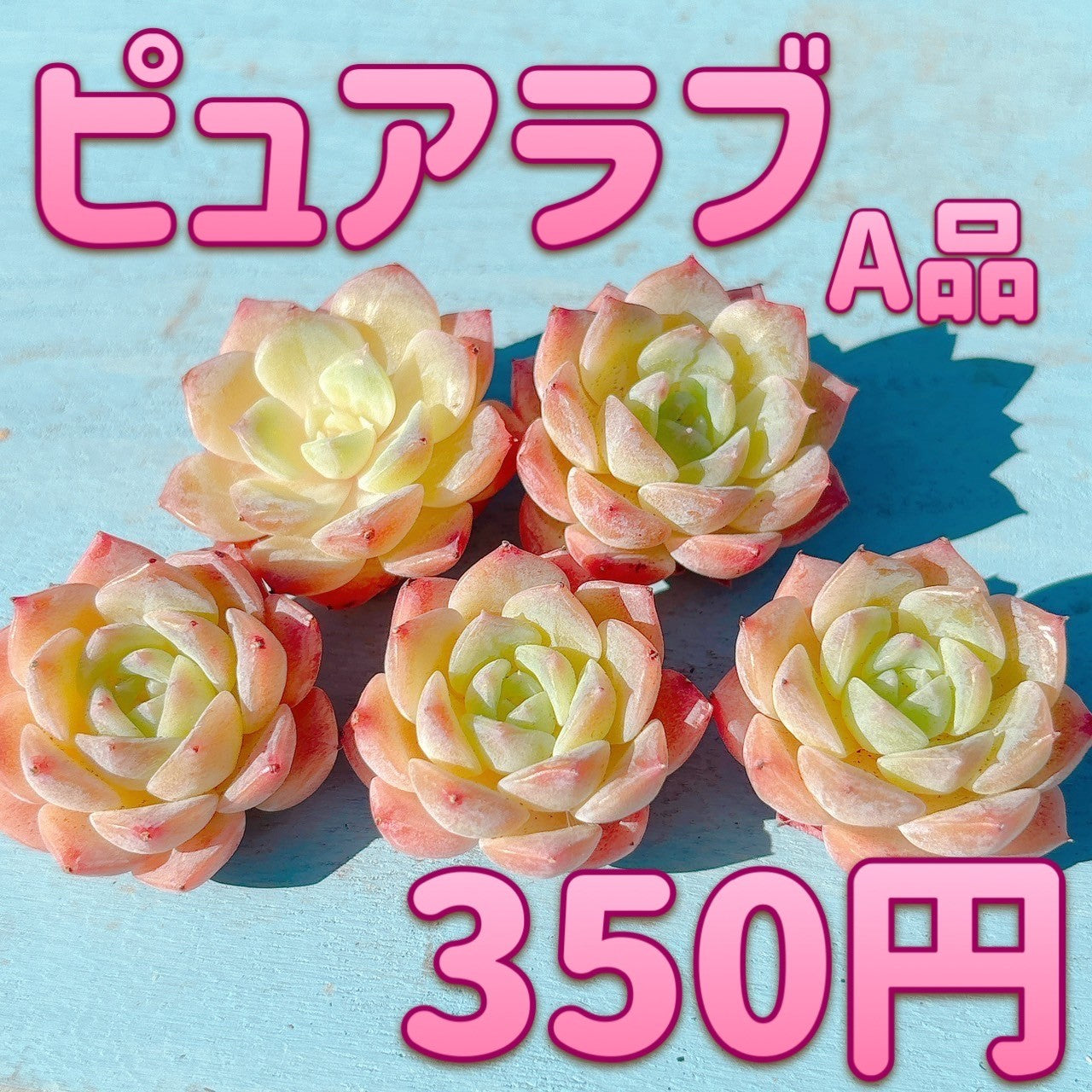 ピュアラブ Ａ品