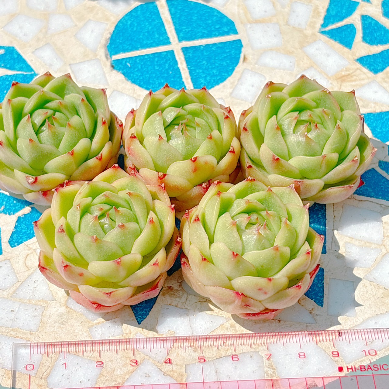 グリーンシャドウ　A品