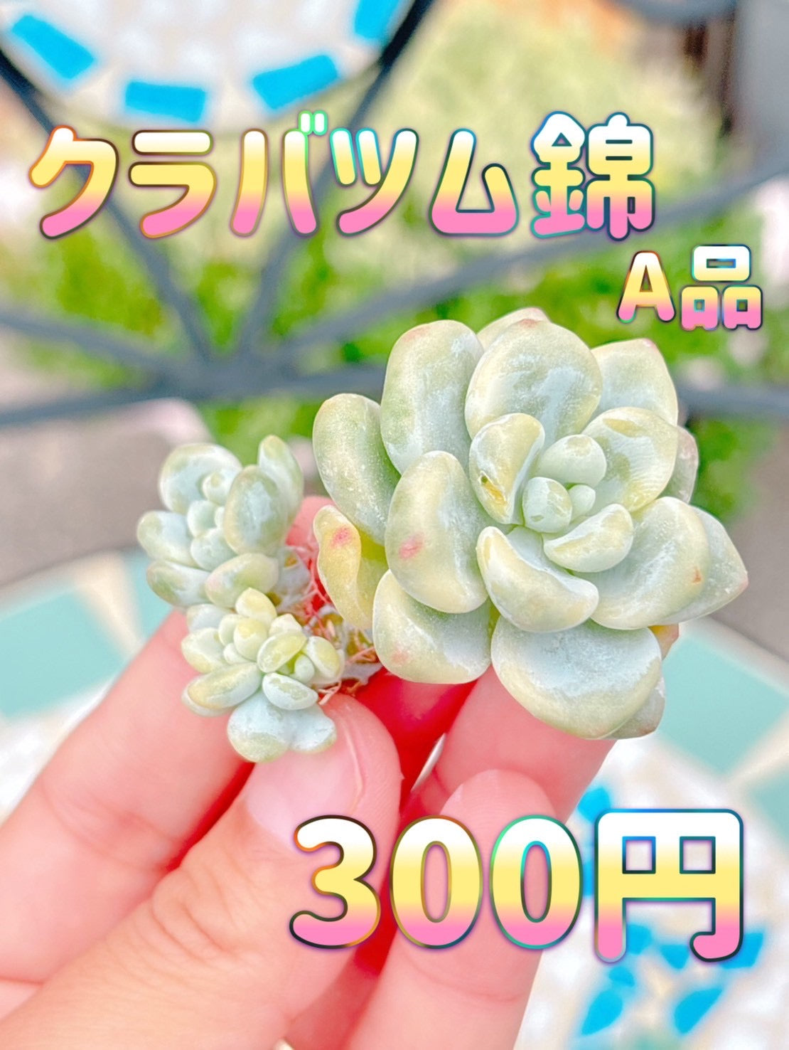 クラバツム錦　A品