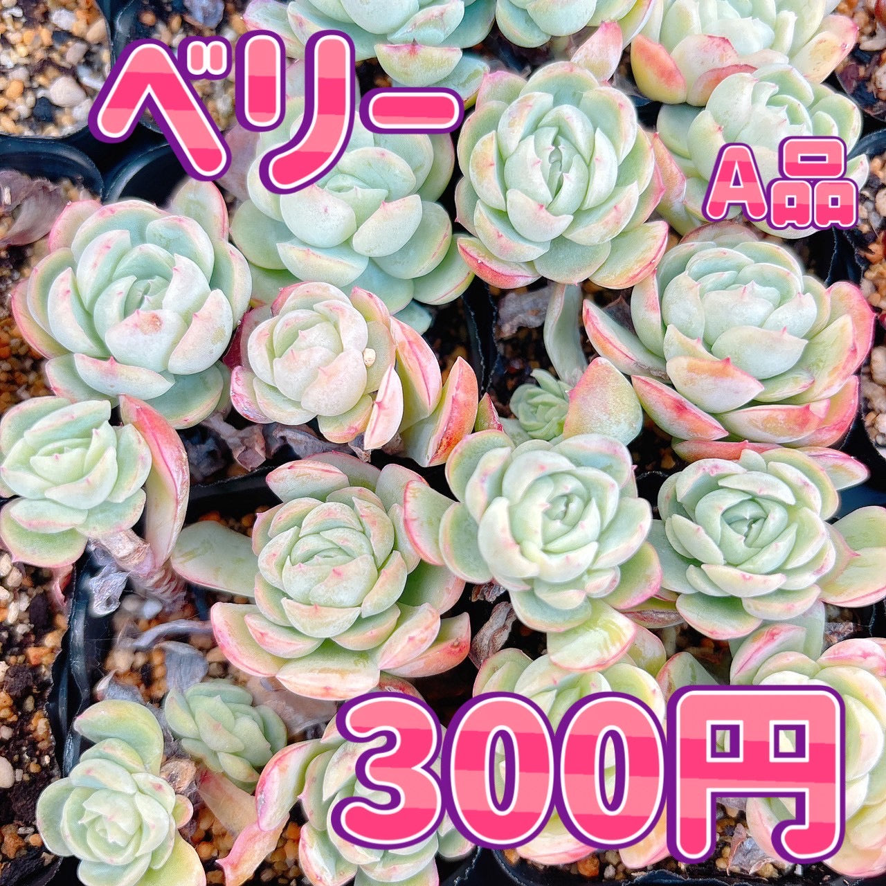ベリー　A品