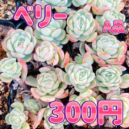 ベリー　A品