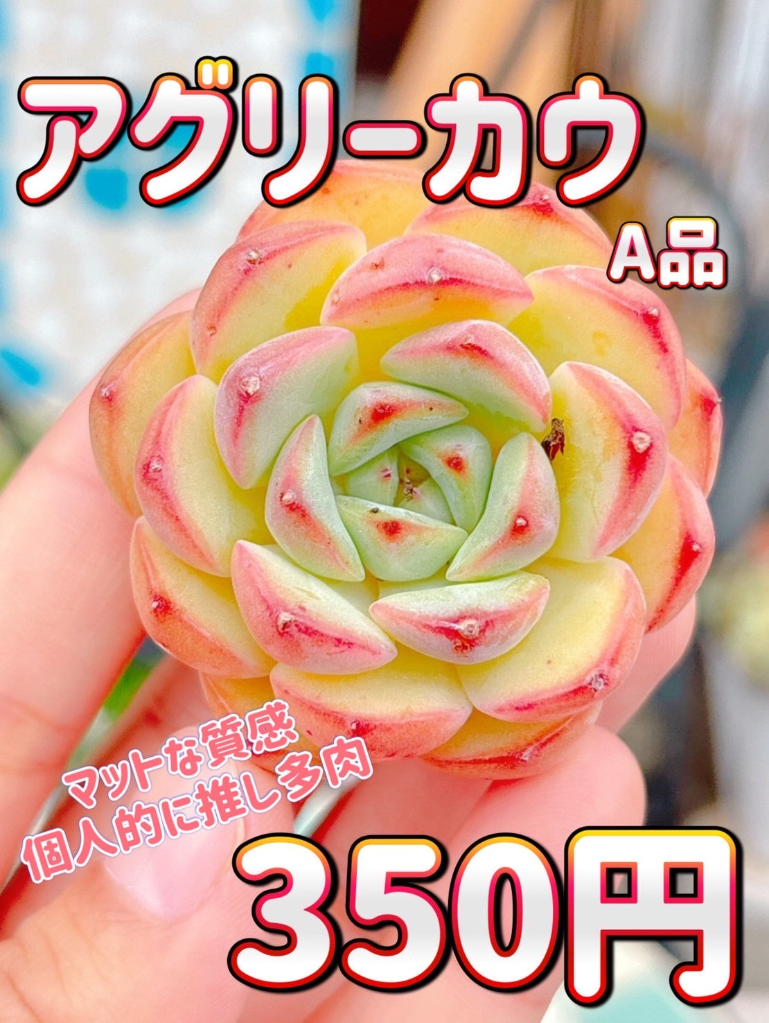 アグリーカウ　A品