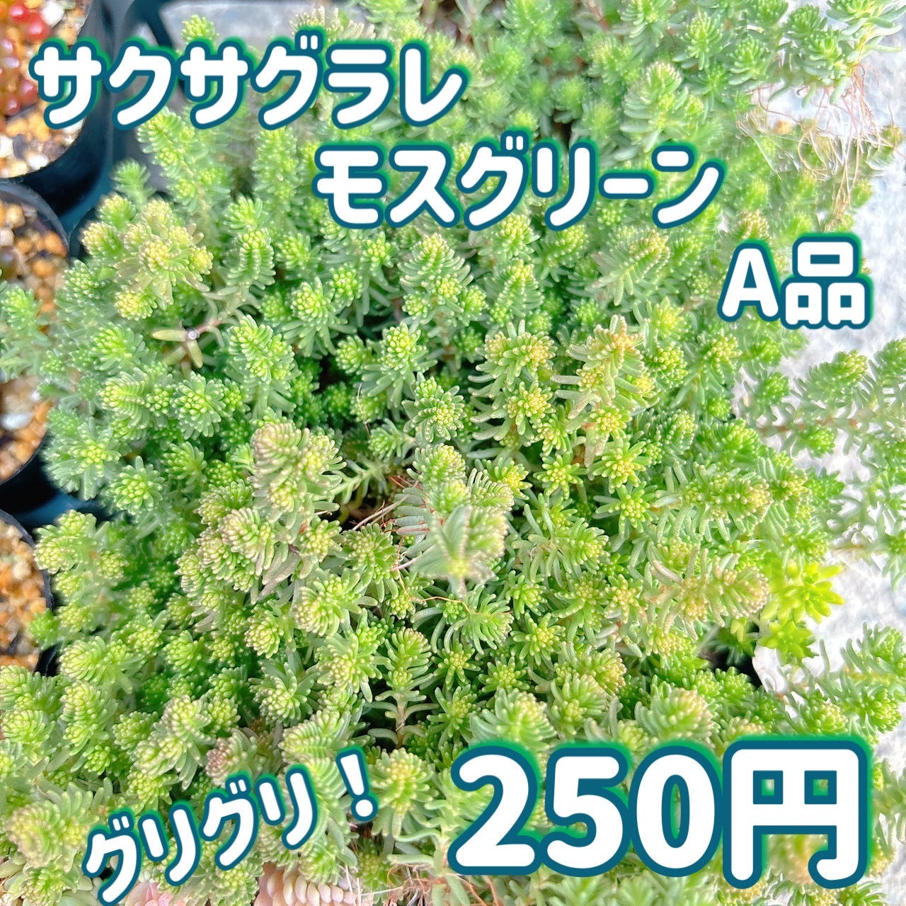 サクサグラレモスグリーン　A品