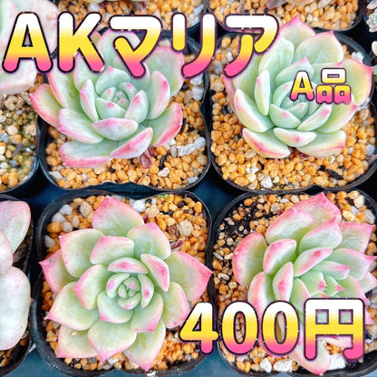 AKマリア　A品　
