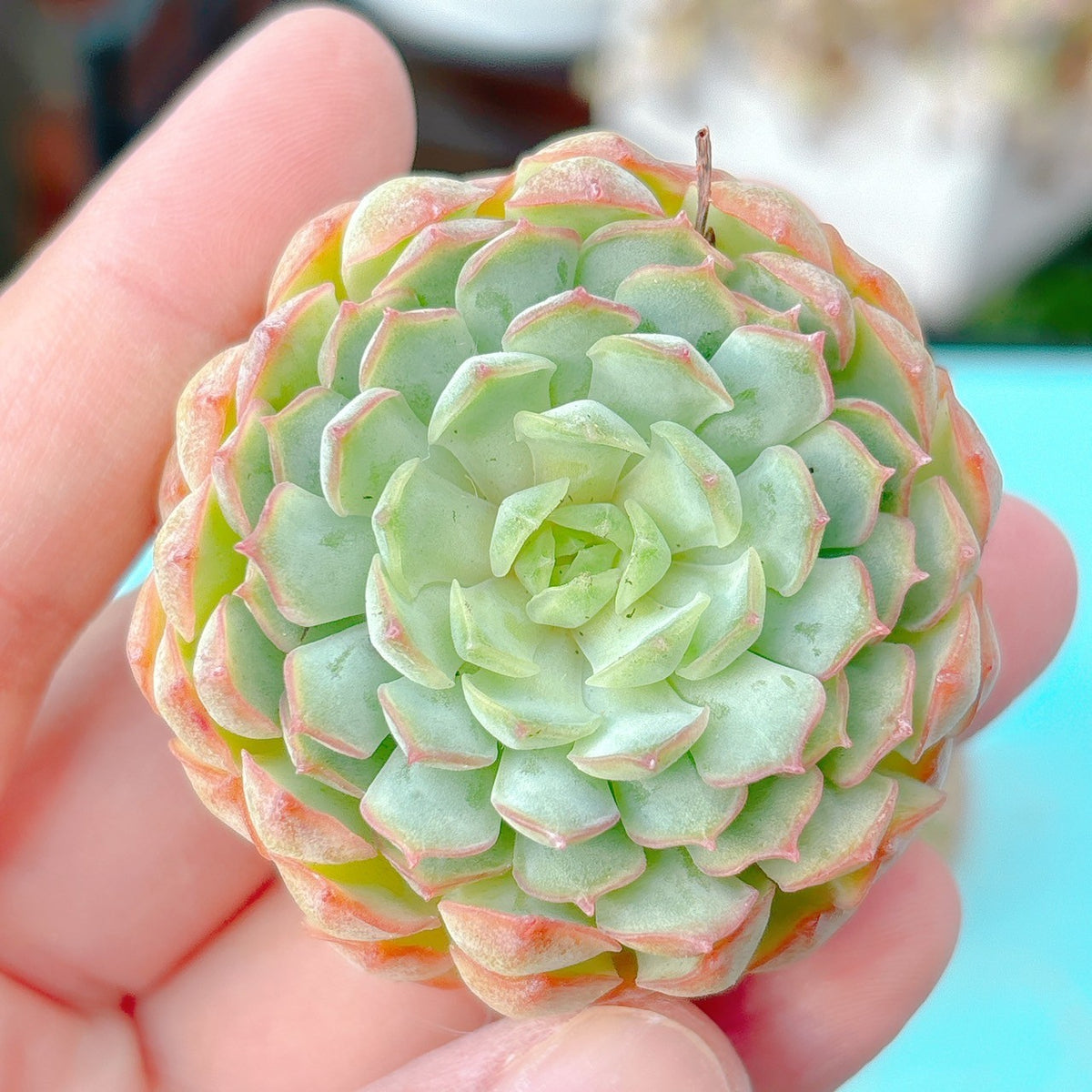 ボールオブファット 特級品 – Bull Succulent