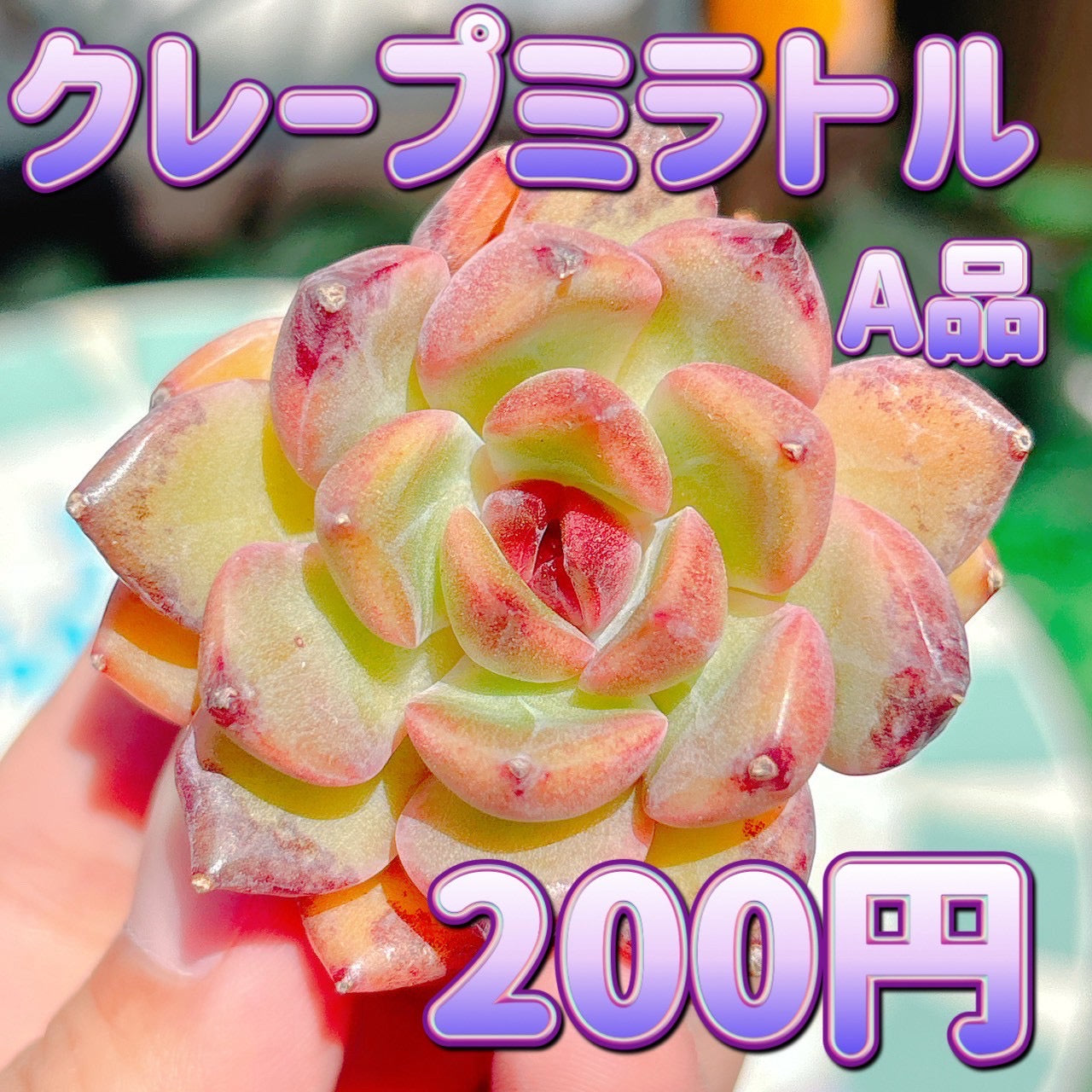 クレープミラトル　A品