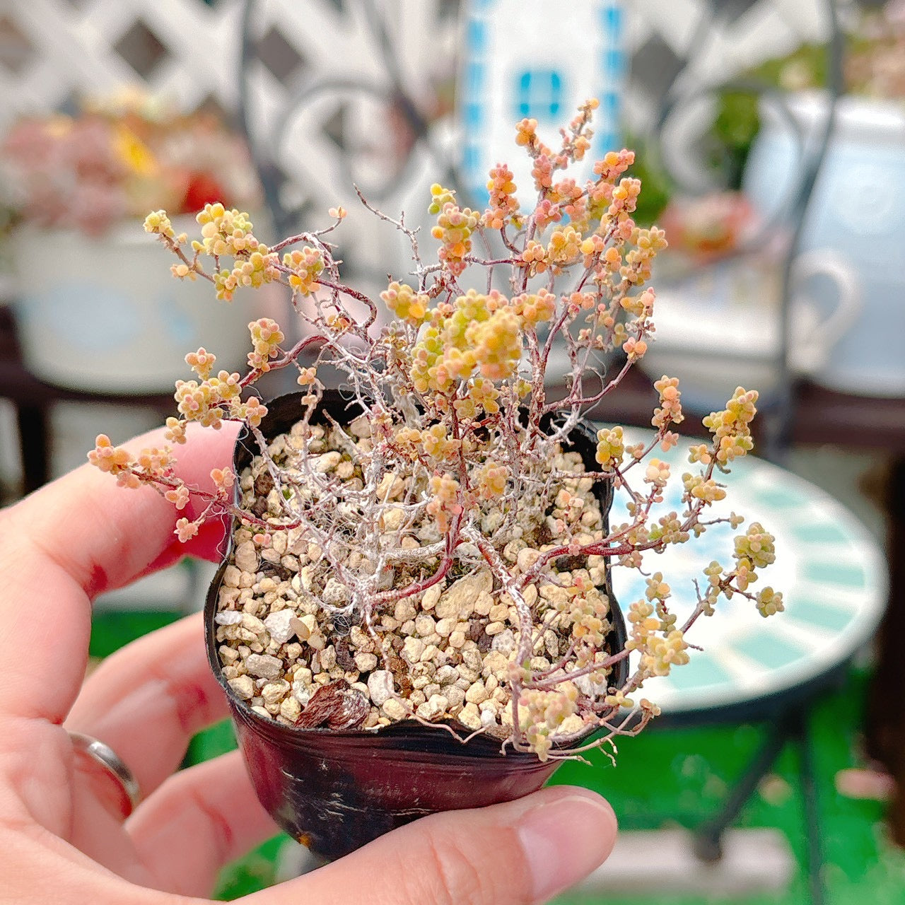 ドロサンテマム　紅宝石　B品　54