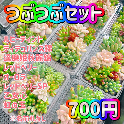 つぶつぶセット　