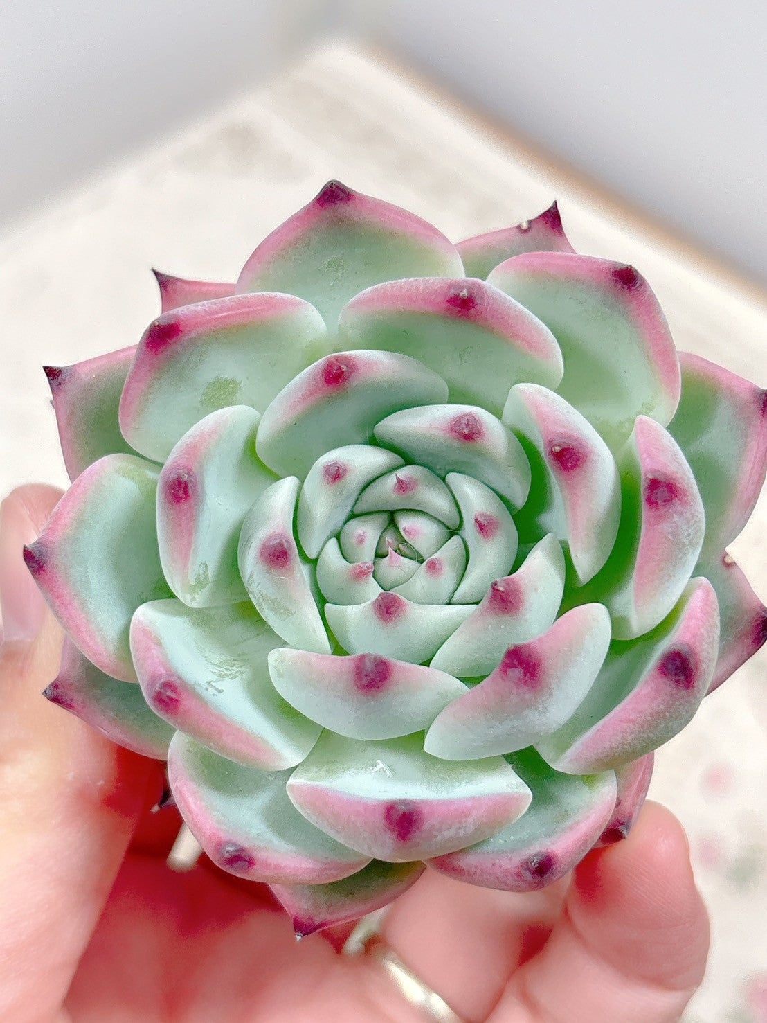 多肉植物の販売・通販サイト | Bull Succulent(ブルサキュレント)