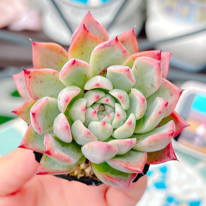 紗羅姫牡丹　A品　46